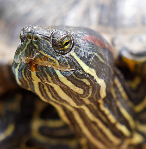 istock A turtle with a yellow stripe on its face 2218869617