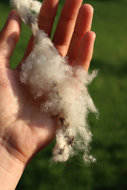 istock Woman’s hand holding white fluffly flowers of Poplar tree. Populus 2218870892