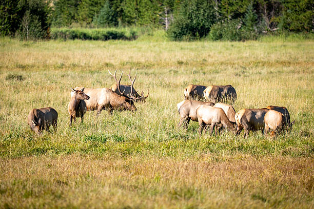 Elk on a hill on the california coast