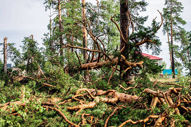 Tree in forest fell after windsnap. Broken tree trunk after storm and strong wind
