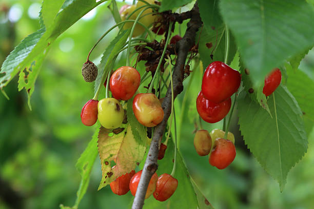 istock Diseased cherry fruits on branches 2218871221