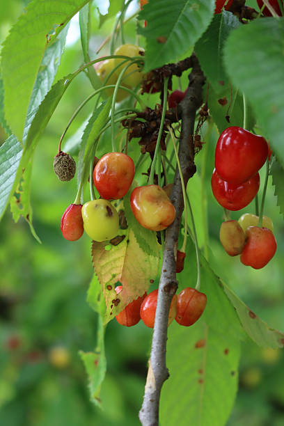 istock Diseased cherry fruits on branches 2218872094
