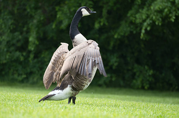 istock Canada goose majestically spreads its wings on a meadow, surrounded by trees. 2218872266