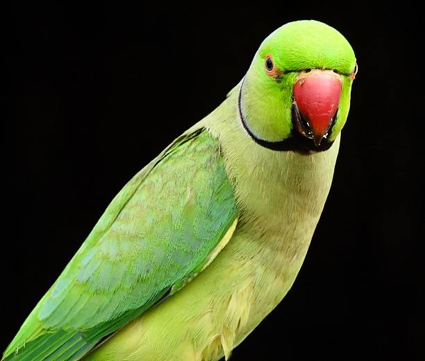 istock Rose-ringed parakeet close up looking at camera in London park 2218872380