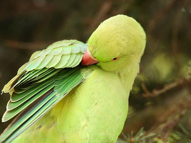 Rose-ringed parakeet profile close up preening in London park