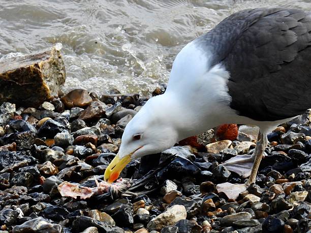 The Wash at Hunstanton beach on an overcast summer day. In the foreground is a herring gull on a wooden post.