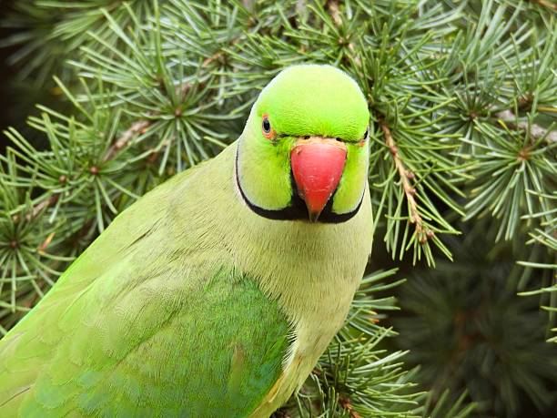 istock Rose-ringed parakeet close up looking at camera in London park 2218872971