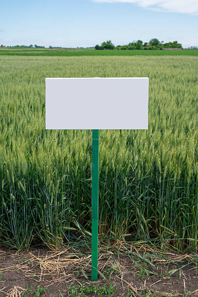 istock Blank White Board in Wheat field, variety label 2218873085