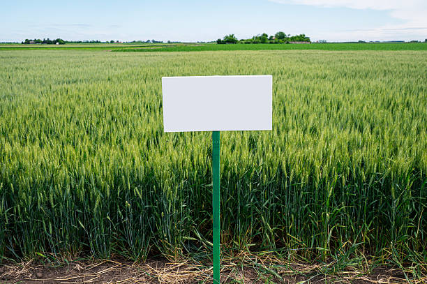 istock Blank White Board in Wheat field, variety label 2218873144