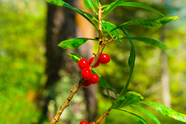 closeup wild berries on branch in the forest