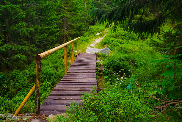 tiny touristic way through the green fir tree forest