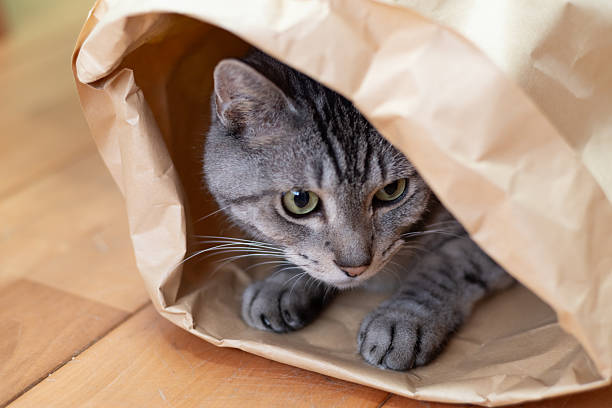 istock Cute cat in a paper bag 2218874834
