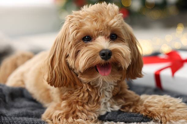 istock Cute Maltipoo dog on blanket at home 2218875120