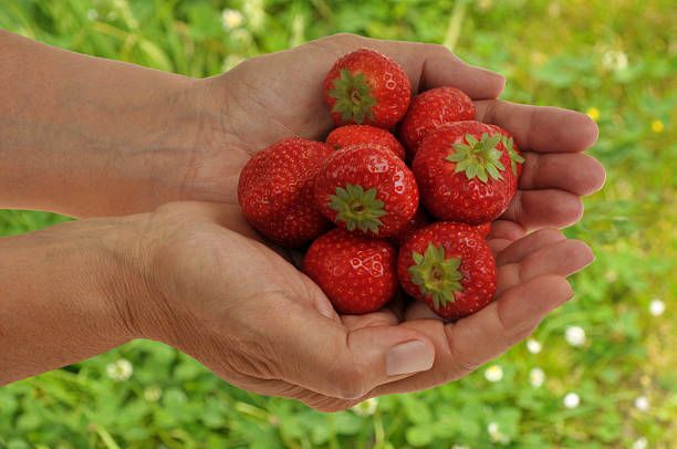 Ripe strawberries in hand close-up on blurred greenery background
