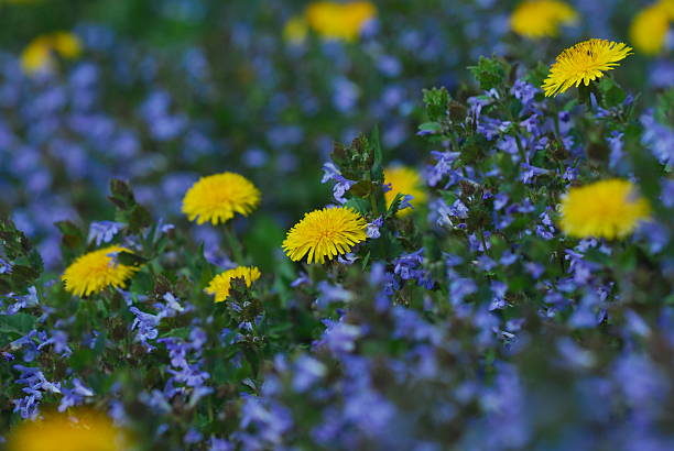 yellow dandelion flower