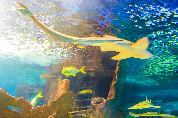 istock Tropical fishes and coral reef 2218879382