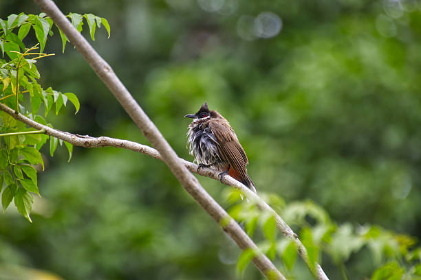 istock A red-whiskered bulbul perches on a branch in the wind 2218879406