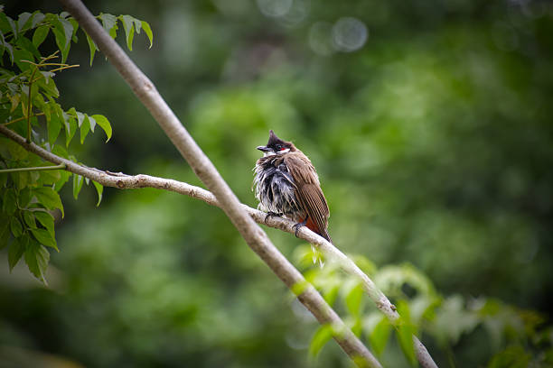 istock A red-whiskered bulbul perches on a branch in the wind 2218879407