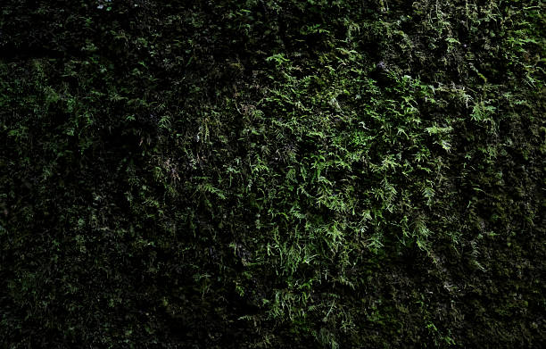 istock Dark mossy wall of an abandoned building 2218879858