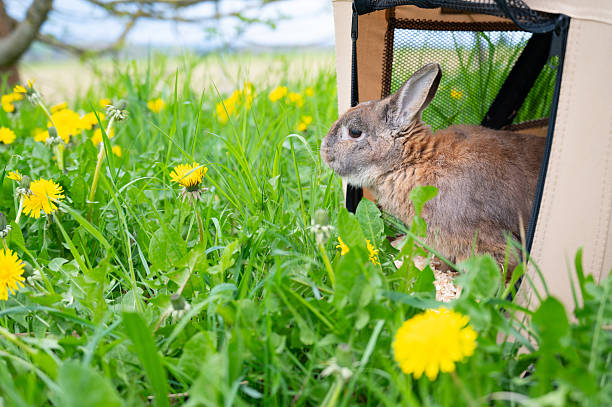 Domestic rabbit inside a pet transport bag on a spring meadow with fresh green grass and dandelion flowers, bunny in nature