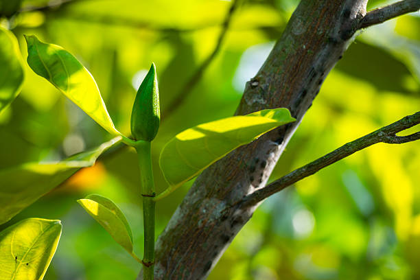 Jackfurit bud, positioned centrally and standing out against a blurred natural background. The bud itself is elongated and sharply pointed, with a smooth