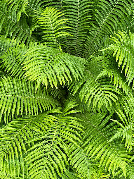 istock Vibrant green fern fronds creating a lush natural pattern 2218880634