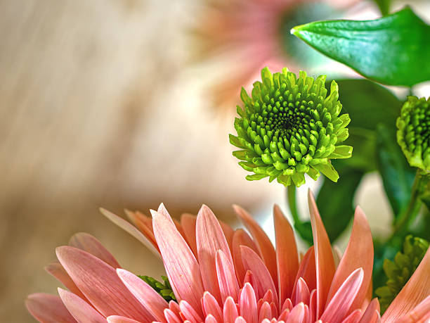 Macro shot of pink colored gerbera and green colored daisies on wooden table, photo taken indoors on a sunny day, photo in soft focus for greeting card or web banner, copy space for text - mood and feeling, love