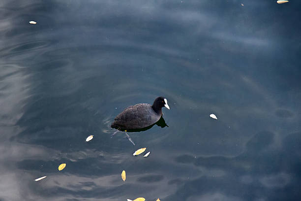 Coot (Fulica atra) dives and feeds in clear water