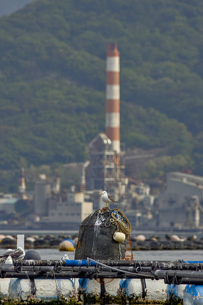 istock Black-tailed gull (Larus crassirostris) and Industrial site 2218884331