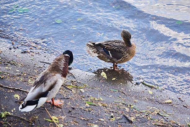 Ducks clean their feathers in the river water