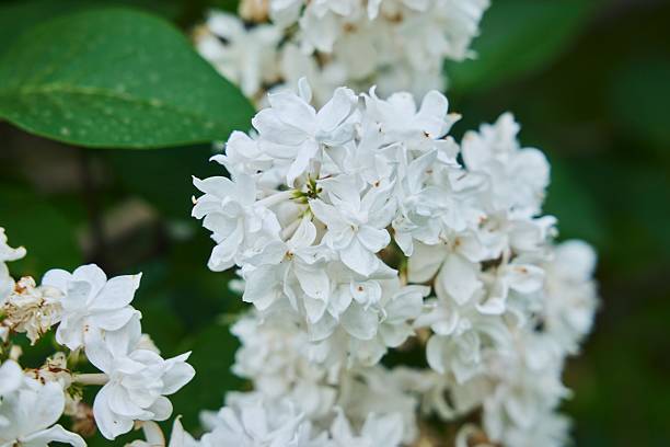 istock The flowers are white on the bush 2218885064