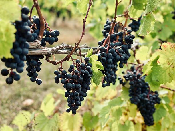 Close-up of ripe black grapes hanging on the vine in a vineyard with lush green leaves, showcasing nature's bounty.