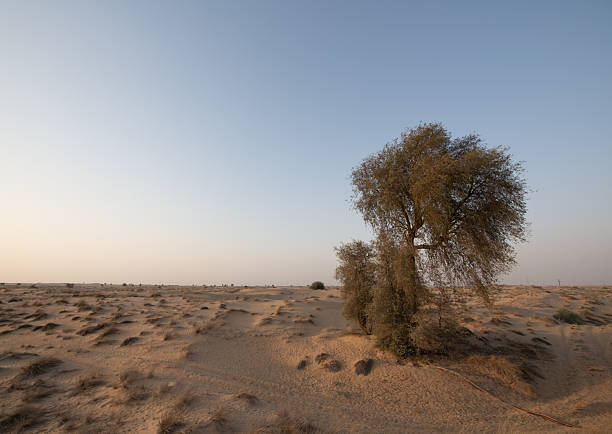 A breathtaking photo captures the Al Qudra desert at sunset during the golden hour, showcasing vast sand dunes under a soft sky gradient. The arid landscape is dotted with sparse vegetation, highlighting the natural beauty of this remote area in Dubai, UAE. Subtle road signs mark an empty desert road that stretches toward the distant horizon. Warm tones of golden sand contrast gently with the cool blue sky, creating a tranquil and minimalistic scene perfect for landscape and desert photography.