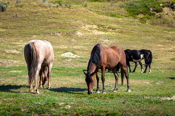 istock Wild horses in open grasslands 2218885740