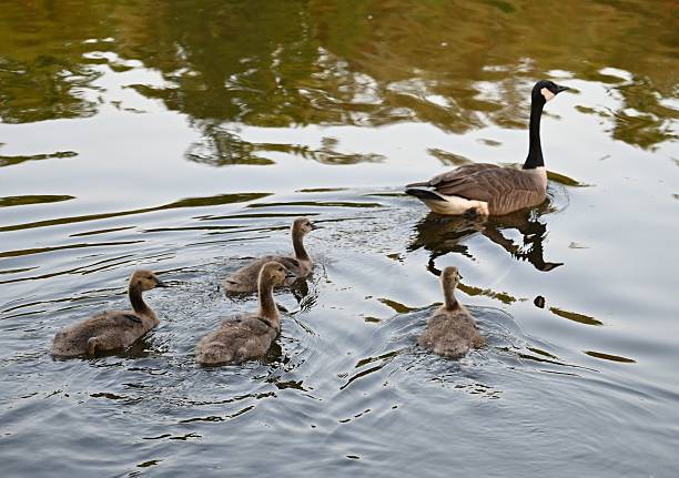 A serene scene of a goose leading goslings across a reflective pond, showcasing nature's beauty.