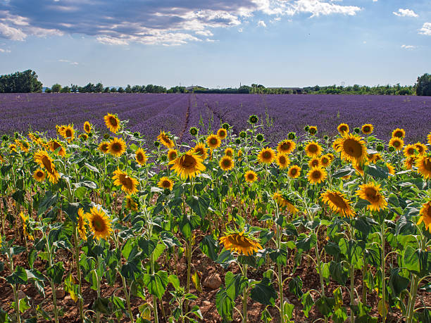 Sunflowers and lavender in Provence