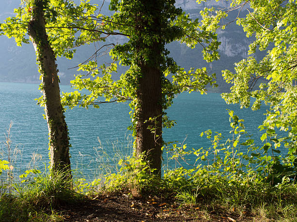 Tranquil lakeside view with lush trees and sparkling blue water during a sunny day at Wallen See in Switzerland