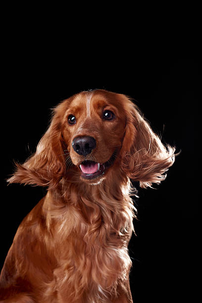istock English cocker spaniel on black background, studio portrait 2218887569