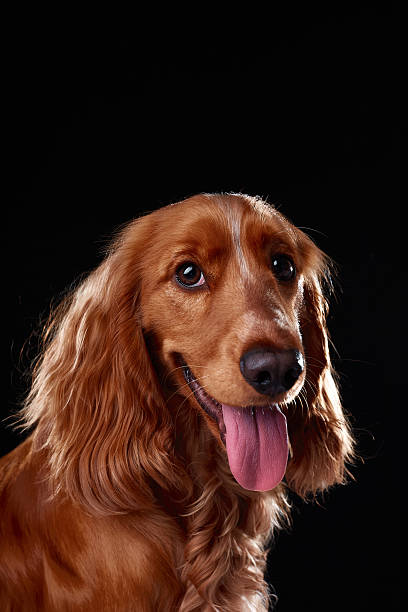 istock English cocker spaniel on black background, studio portrait 2218887571