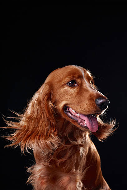 istock English cocker spaniel on black background, studio portrait 2218887576