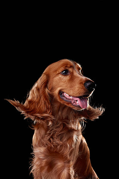 istock English cocker spaniel on black background, studio portrait 2218887578