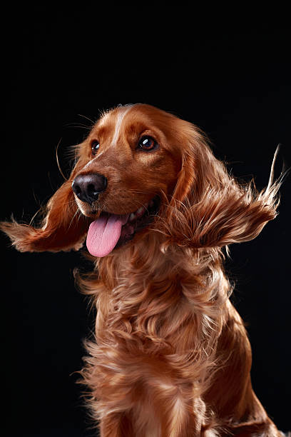 istock English cocker spaniel on black background, studio portrait 2218887580