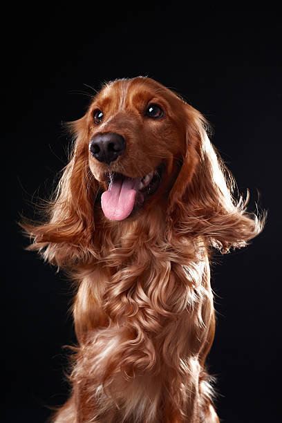 istock English cocker spaniel on black background, studio portrait 2218887592