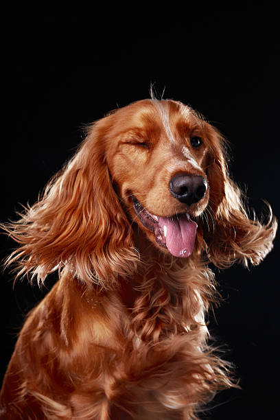 istock English cocker spaniel on black background, studio portrait 2218887597