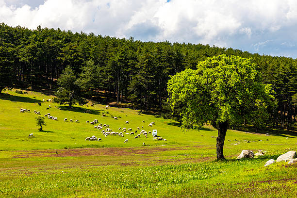 Kocayayla Plateau in Keles District. Bursa, Turkey. Beautiful Plateau of Bursa City.