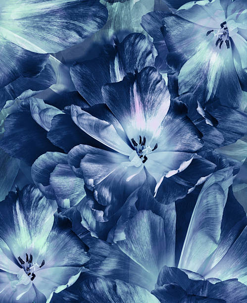 istock Tulips flowers.  Floral spring background.  Close-up. Nature. 2218887885