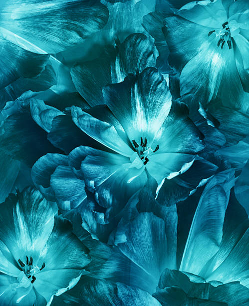 istock Tulips flowers.  Floral spring background.  Close-up. Nature. 2218888089
