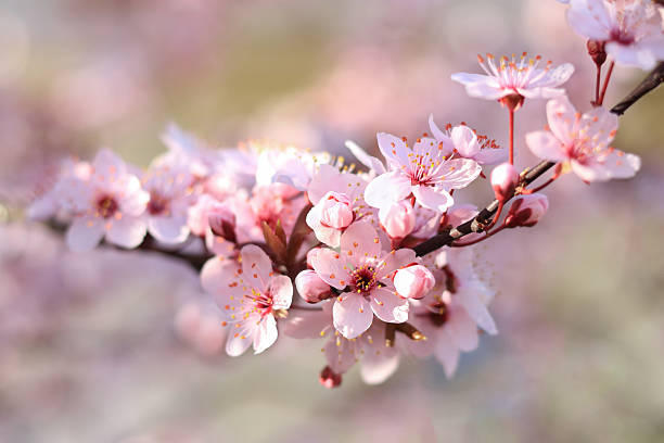 istock Pink Cherry Blossom Flowers in Spring Sunlight 2218889003