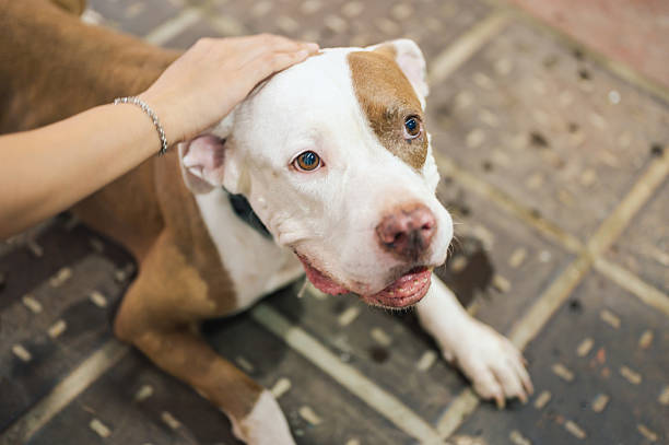 Rescue Dog K2 pitbull relax during outdoor activity , pet lovers, animal behavior, dog care, and emotional pet , pit bull, happy dog, close-up dog, pet outdoors, and dog emotion.