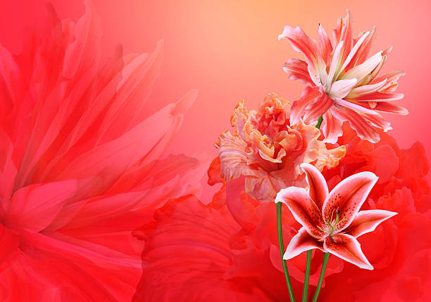 Floral background. Lily flowers on a red background.